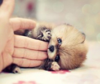 animal-aww-cat-cupcakes-cute-favim.com-309159_large_thumb