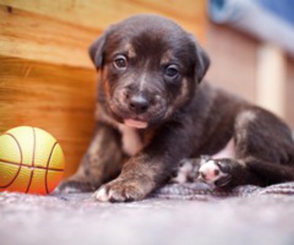 hundefoto-1024x682_thumb