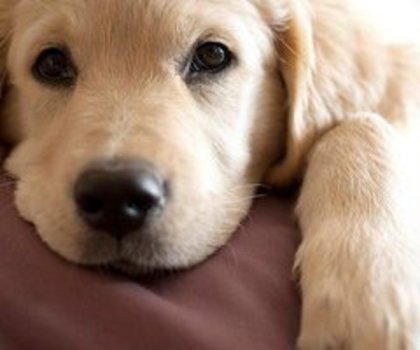 MczLgQRdScX4oyWxAA_thumb