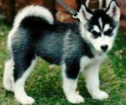 sibirya-kurdu-5_thumb