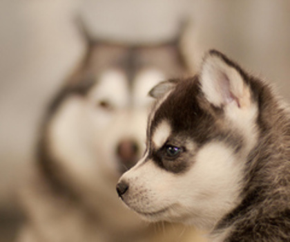 tumblr_ma7aelhY591qi23vmo1_500_thumb