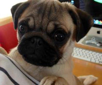 tumblr_mbdnp9Q07M1qez43mo1_1280_thumb