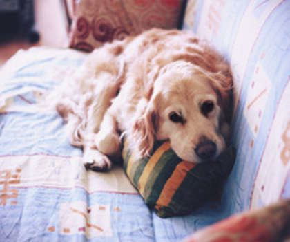 tumblr_mf1r7bWFho1rneg9fo1_400_thumb