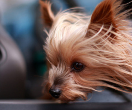 tumblr_mg3qgi9CJ61rqn8aao1_250_thumb