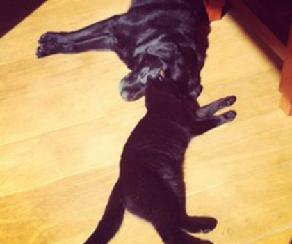 079701a8565511e2bbed22000a9e28b0_7_thumb