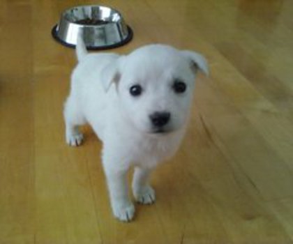 183670_1878743809068_501356_n_thumb