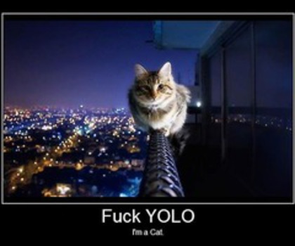 a.baa-Fuck-YOLO_thumb