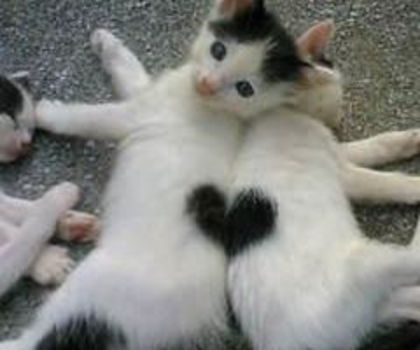 o0380050710189465563_thumb