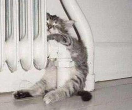 73375_320411614732253_1791904539_n_thumb