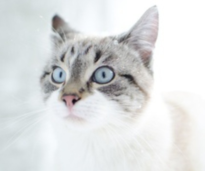 07_www.kepfeltoltes.hu__thumb