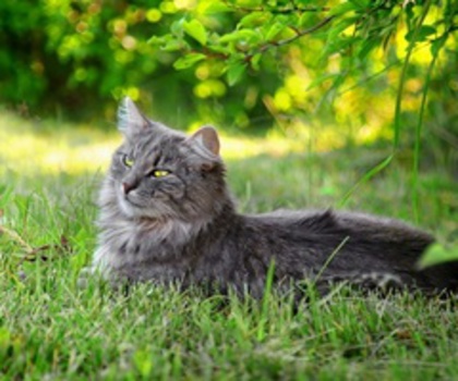 09_www.kepfeltoltes.hu__thumb