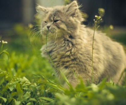 05_www.kepfeltoltes.hu__thumb