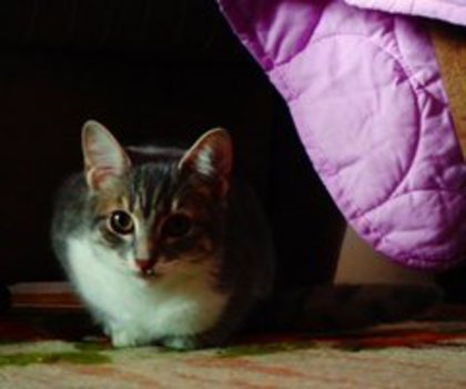 101102_thumb - xo_Pisici_xo