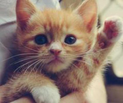 tumblr_mg1kebGGyK1qbgw6do1_500_thumb