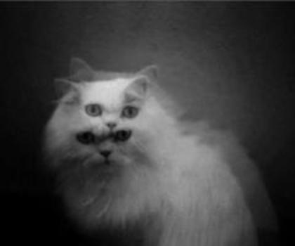 tumblr_mfugrvGGos1rzjncqo1_500_thumb