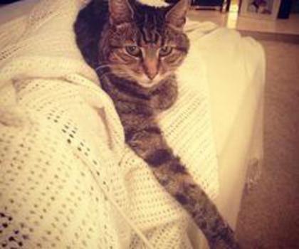 539345_534473273245958_193427563_n_thumb