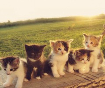 cb6e3122a4fe11e1abd612313810100a_7_thumb