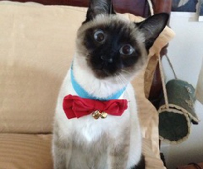 tumblr_mdwfj7vcuo1qzyqubo1_500_thumb