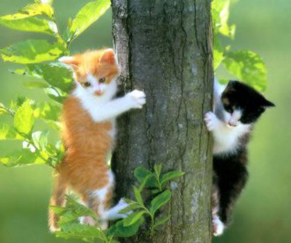 pisici-copac
