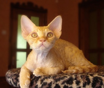 Devon_Rex