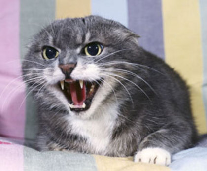 pisica-agresiva
