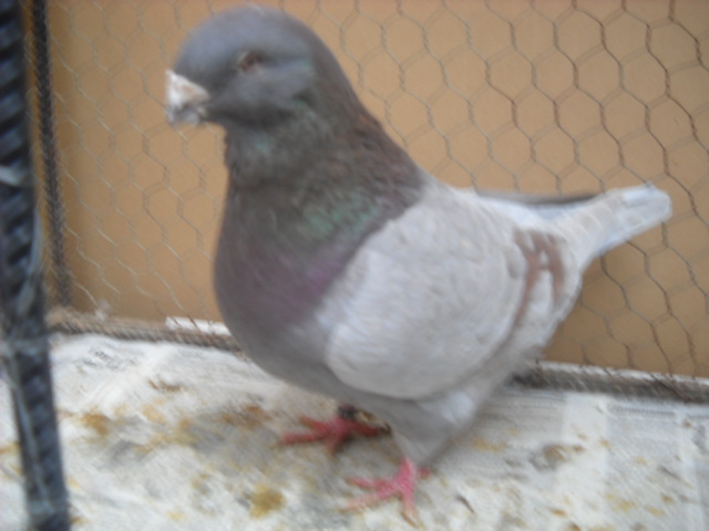 mascul 2009 matca sirbia