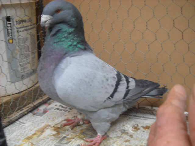 mascul 2010matca germania