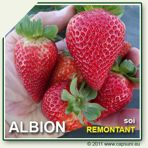 Albion - 1 ALBION