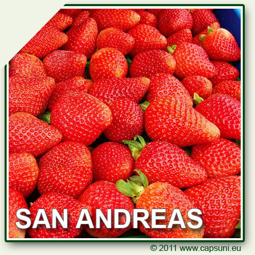 San Andreas - 2 San Andreas