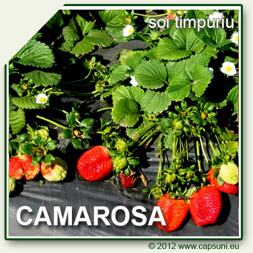 camarosa