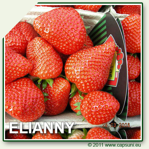 elianny