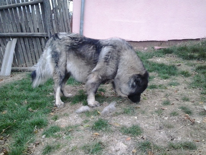 2012-11-24 15.33.18; Mama puilor..
