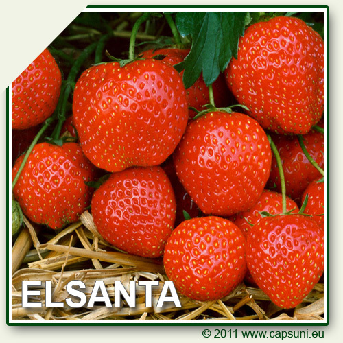 500X500_ELSANTA_00 - Elsanta