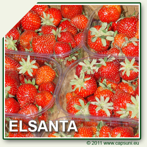 500X500_ELSANTA_02 - Elsanta