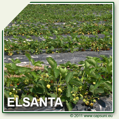 500X500_ELSANTA_03 - Elsanta