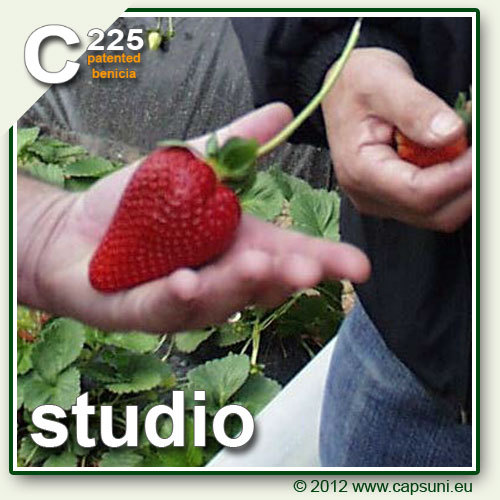 500_C225_00 - Studio C225 - benicia