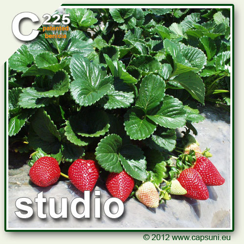 500_C225_01 - Studio C225 - benicia