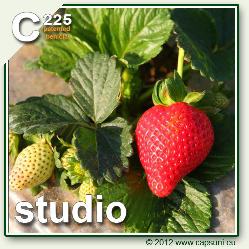 500_C225_02 - Studio C225 - benicia