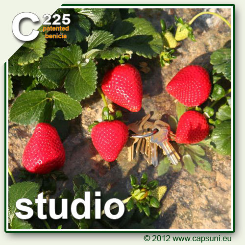 500_C225_03 - Studio C225 - benicia