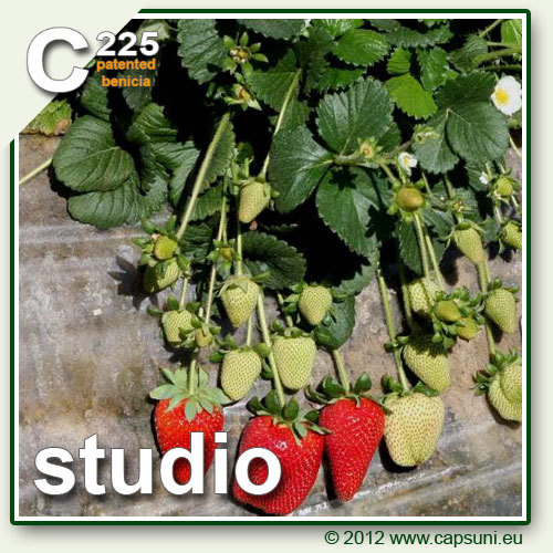 500_C225_04 - Studio C225 - benicia