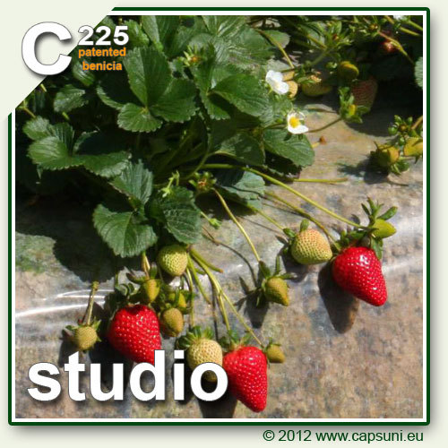 500_C225_05 - Studio C225 - benicia