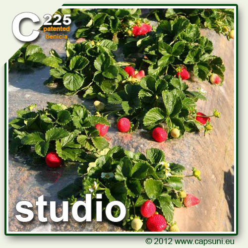 500_C225_08 - Studio C225 - benicia