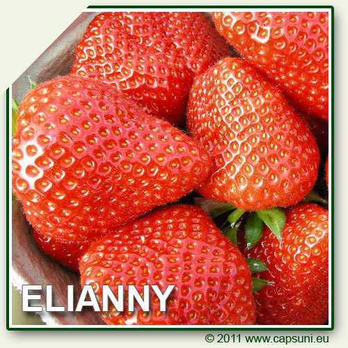 500X500_ELIANNY_01 - Elianny