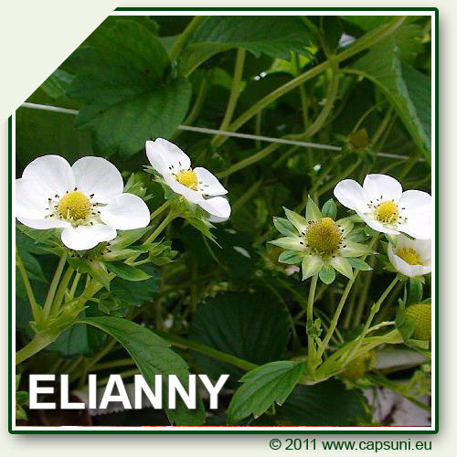 500X500_ELIANNY_03 - Elianny