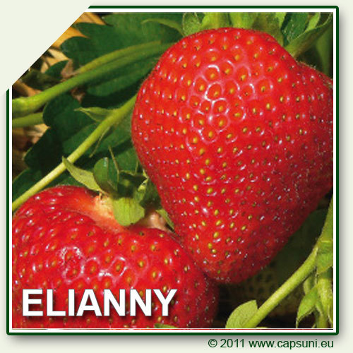 500X500_ELIANNY_04 - Elianny