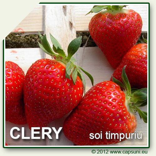 500X500_alap_CLERY_02 - Clery