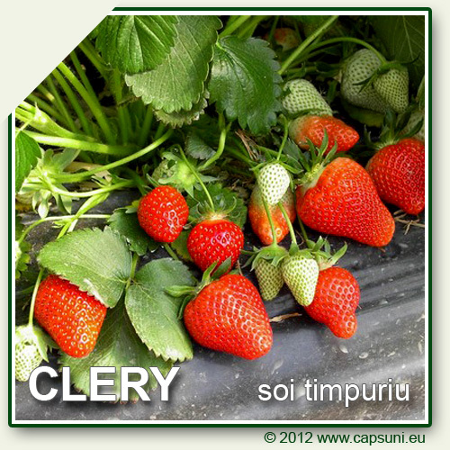 CLERY_06 - Clery