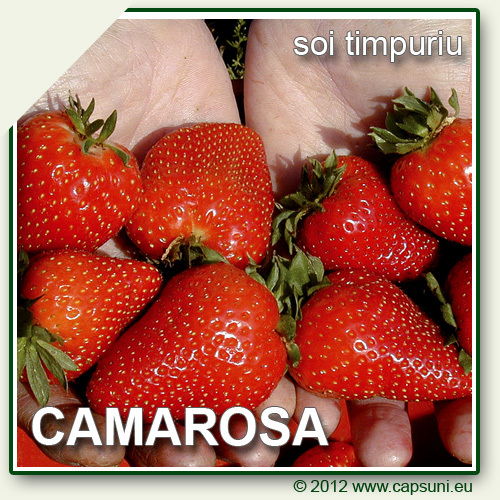 500X500_CAMAROSA_02 - Camarosa