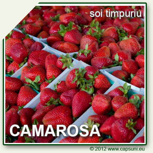 500X500_CAMAROSA_04 - Camarosa