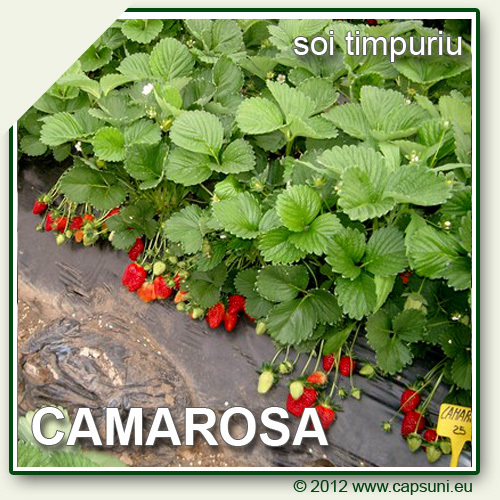 500X500_CAMAROSA_05 - Camarosa